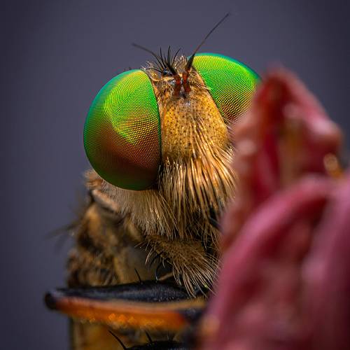 New York Photography Awards Winner